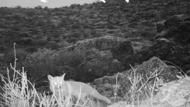 Çizgili sırtlan fotokapana takıldı